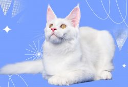 15 пород белых кошек