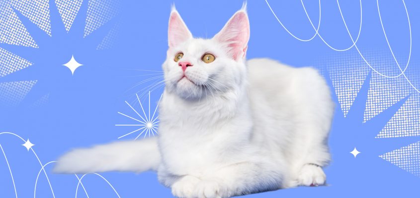 15 пород белых кошек